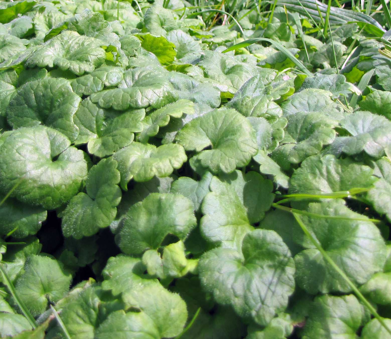 10 Wildkräuter Bio – Bild 3