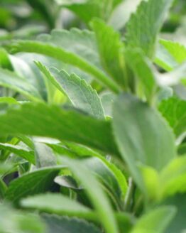 MW_Stevia02k