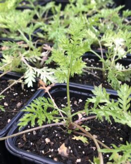 Beifuß-einjaehrig Beifuß-einjaehrig