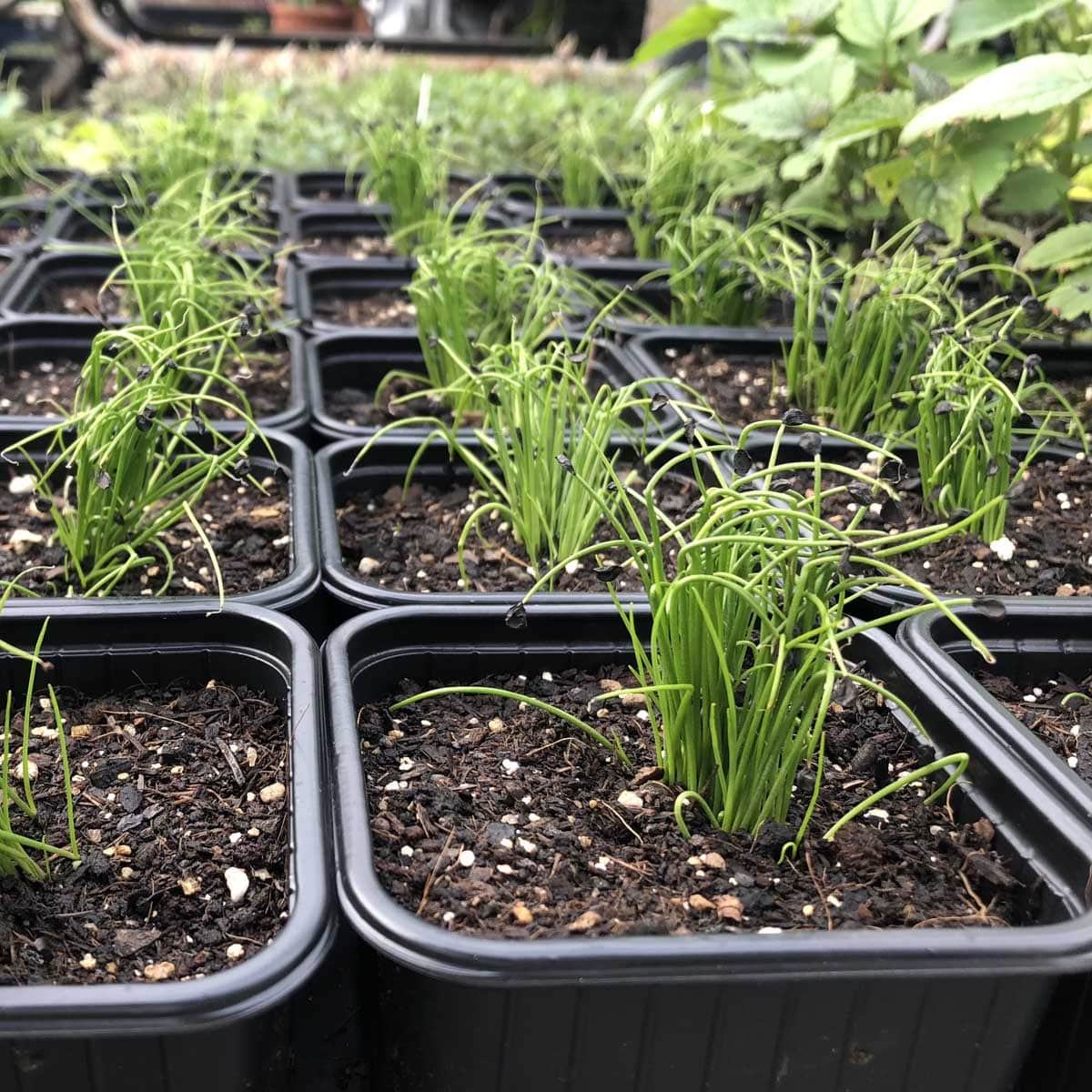 Samen Schnittknoblauch – Bild 2