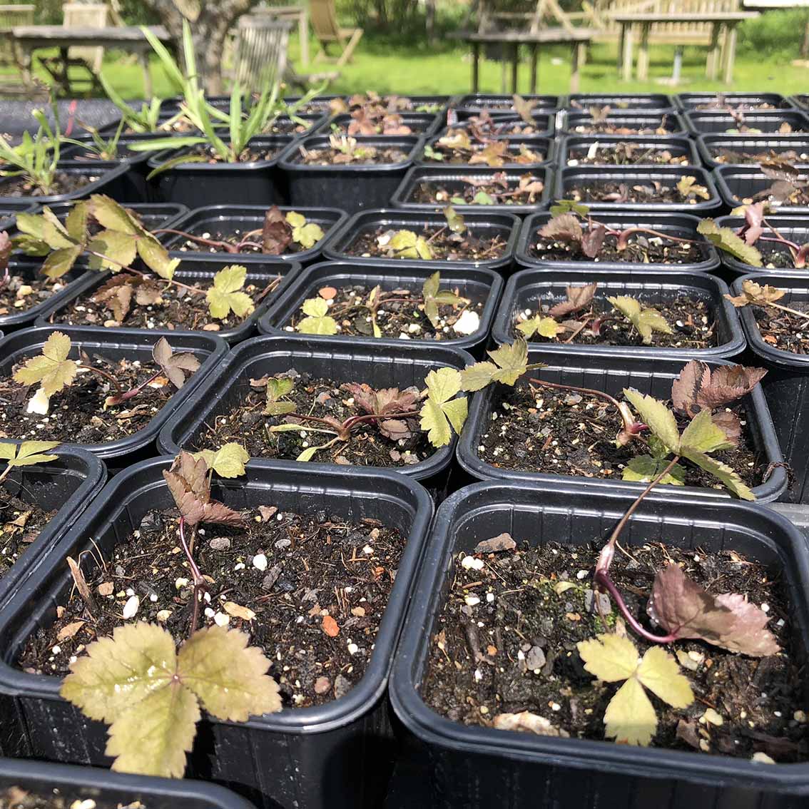 Mitsuba rot - Japanische Petersilie Bio – Bild 2