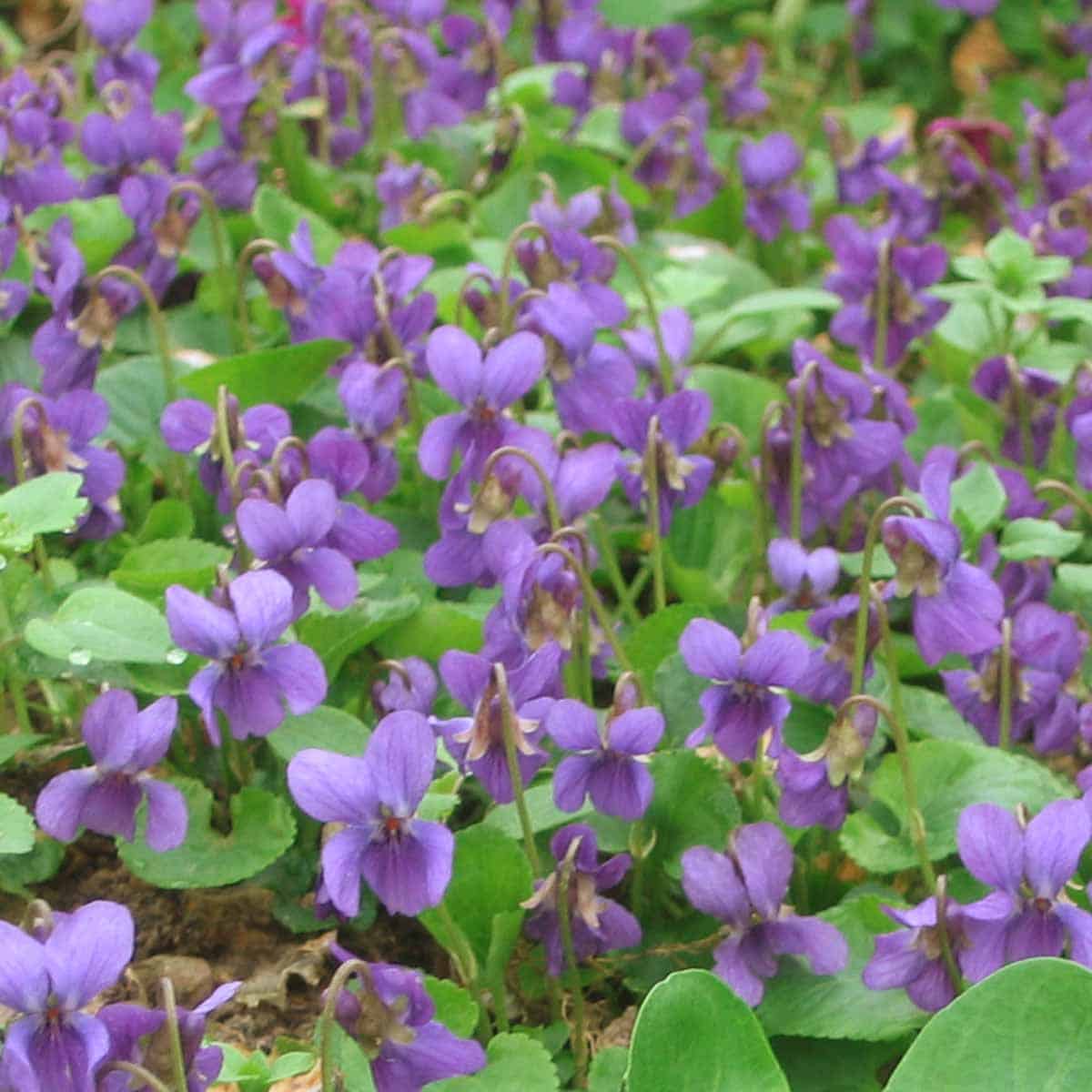 10 Insektenkräuter Bio – Bild 8