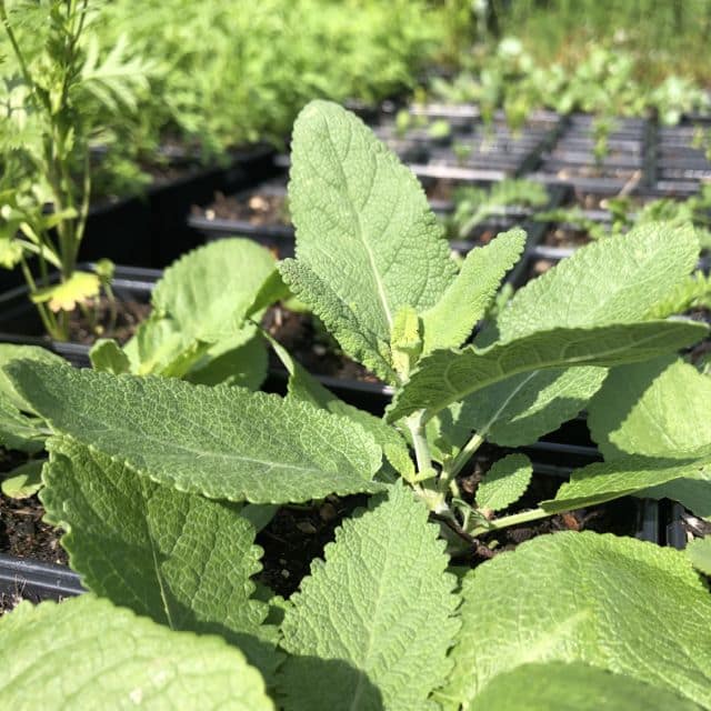 Wiesensalbei Bio – Bild 2