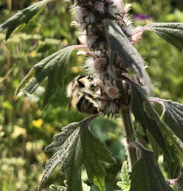 10 Insektenkräuter Bio – Bild 11