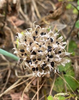 Samen-Schnittlauch02 Samen-Schnittlauch02