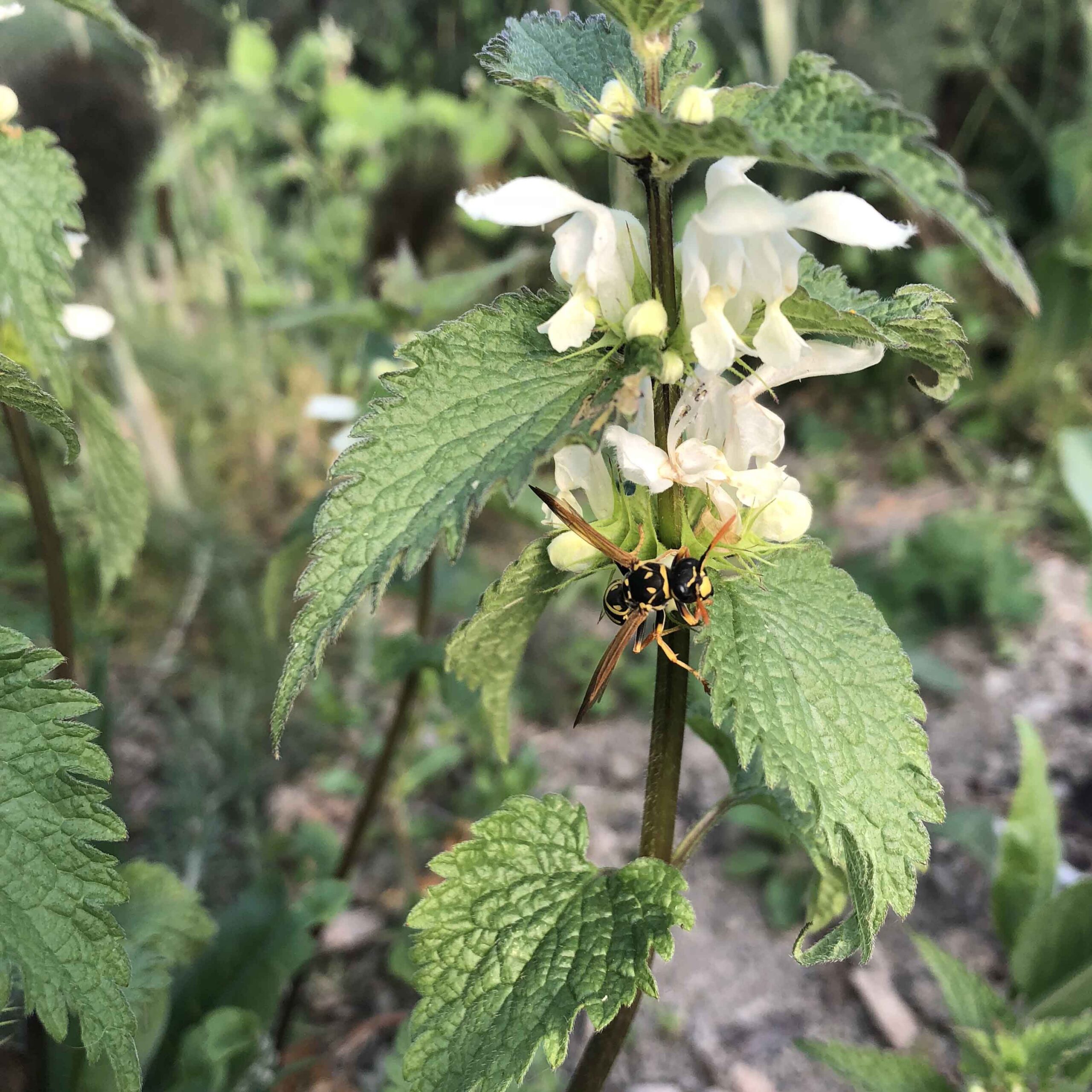 10 Insektenkräuter Bio – Bild 5